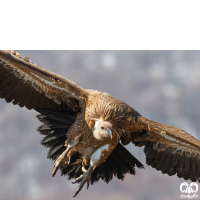 گونه کرکس Eurasian Griffon Vulture